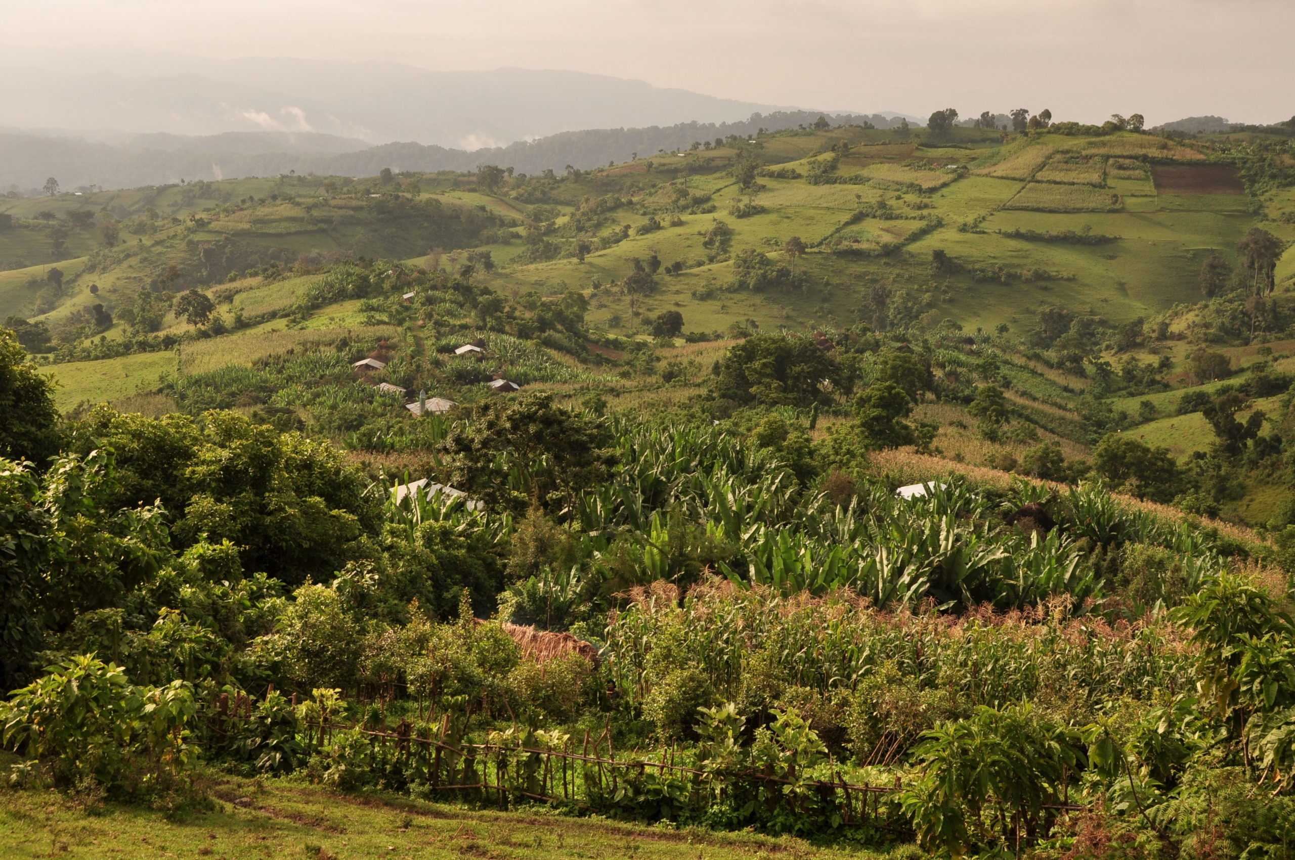 Ethiopian landscape 2