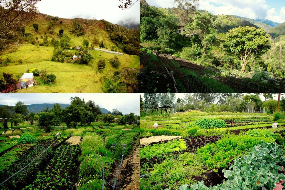 Example of small-scale family, peasant agriculture