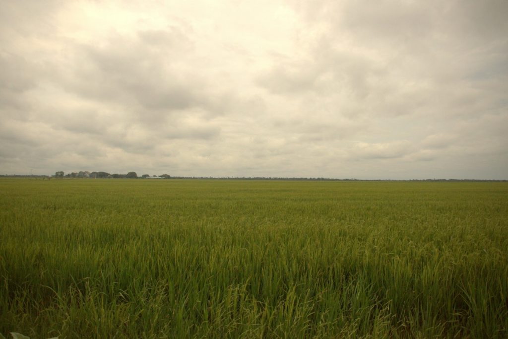 Example of a monoculture